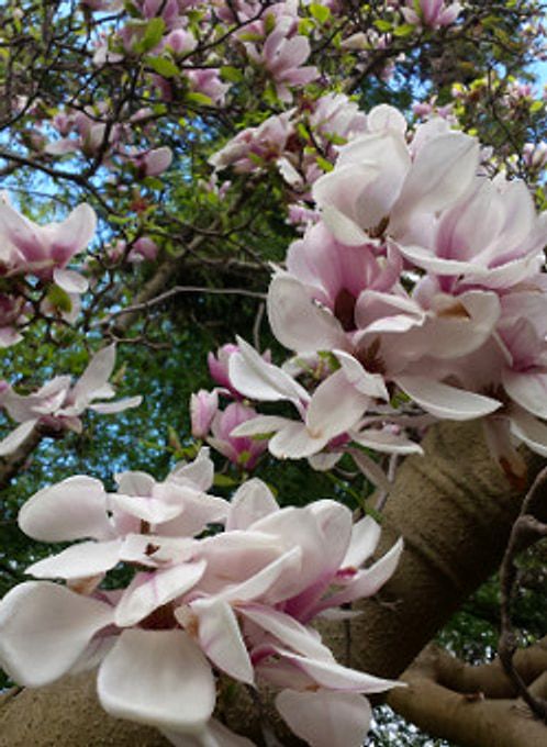 Bluehende Magnolie aus der Naehe, rosa-weisse Bluetenblaetter vor blauem Himmel.