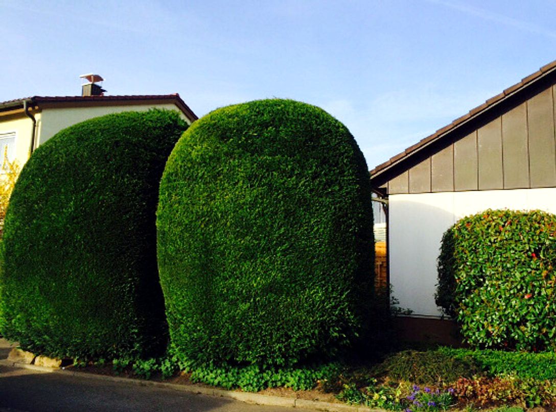 In Form geschnittene Eibenhecke mit zwei grossen Kuppen, dahinter ein Wohnhaus.