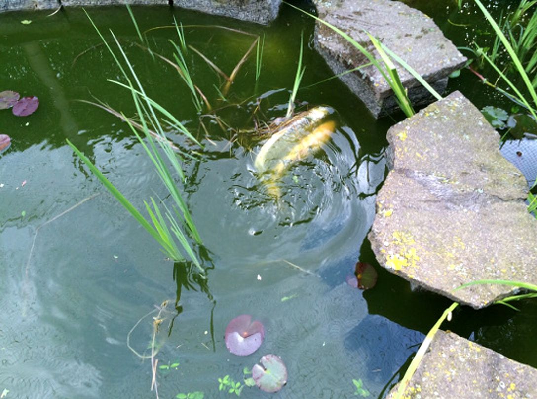 Ein Koi dreht sich dicht unter der Wasseroberflaeche, daneben Ufersteine und Schilfhalme.