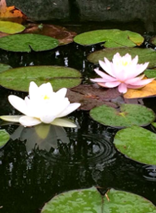 Seerosenfeld in einem Teich, weisse und rosa Blueten zwischen dicht liegenden Schwimmblaettern.