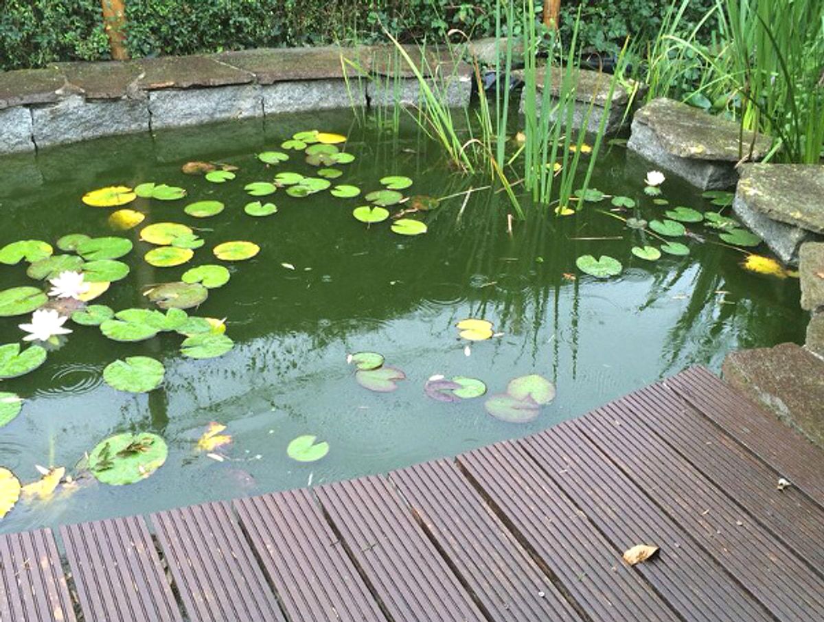 Gartenteich mit Seerosen und Ufergraesern, eingefasst von einem Natursteinrand, rechts ein Holzsteg.
